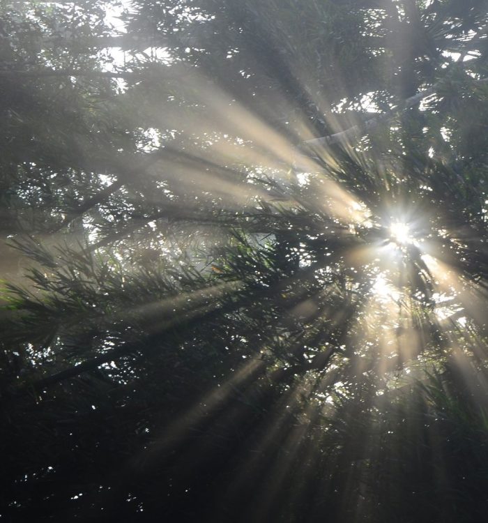 🌞 Puruṣa et Prakṛti — quand la conscience rencontre la vie