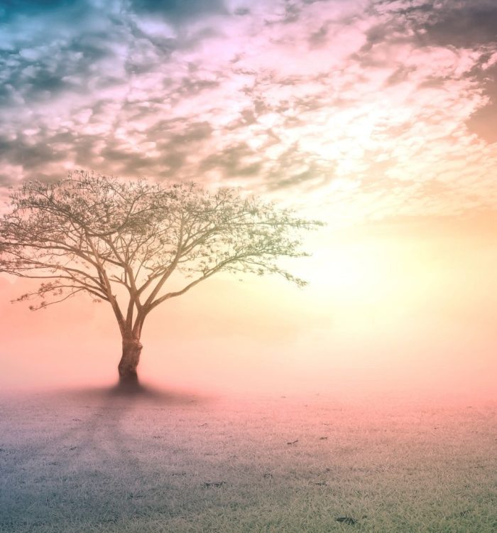 🍁 Le yoga au fil des saisons – Danser avec les cycles de la vie